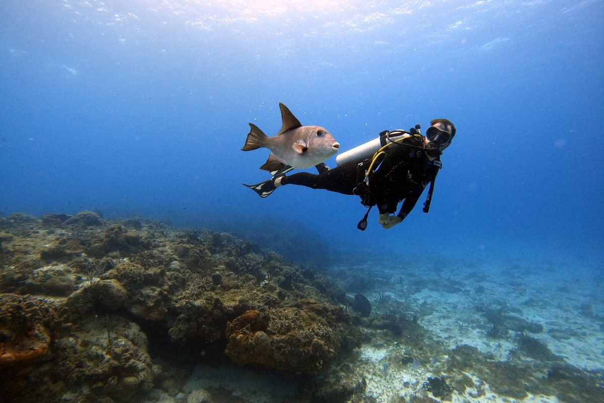Scuba diver swimming alongside a tropical fish above a coral reef in St. Thomas, U.S. Virgin Islands, a popular catamaran charter activity.